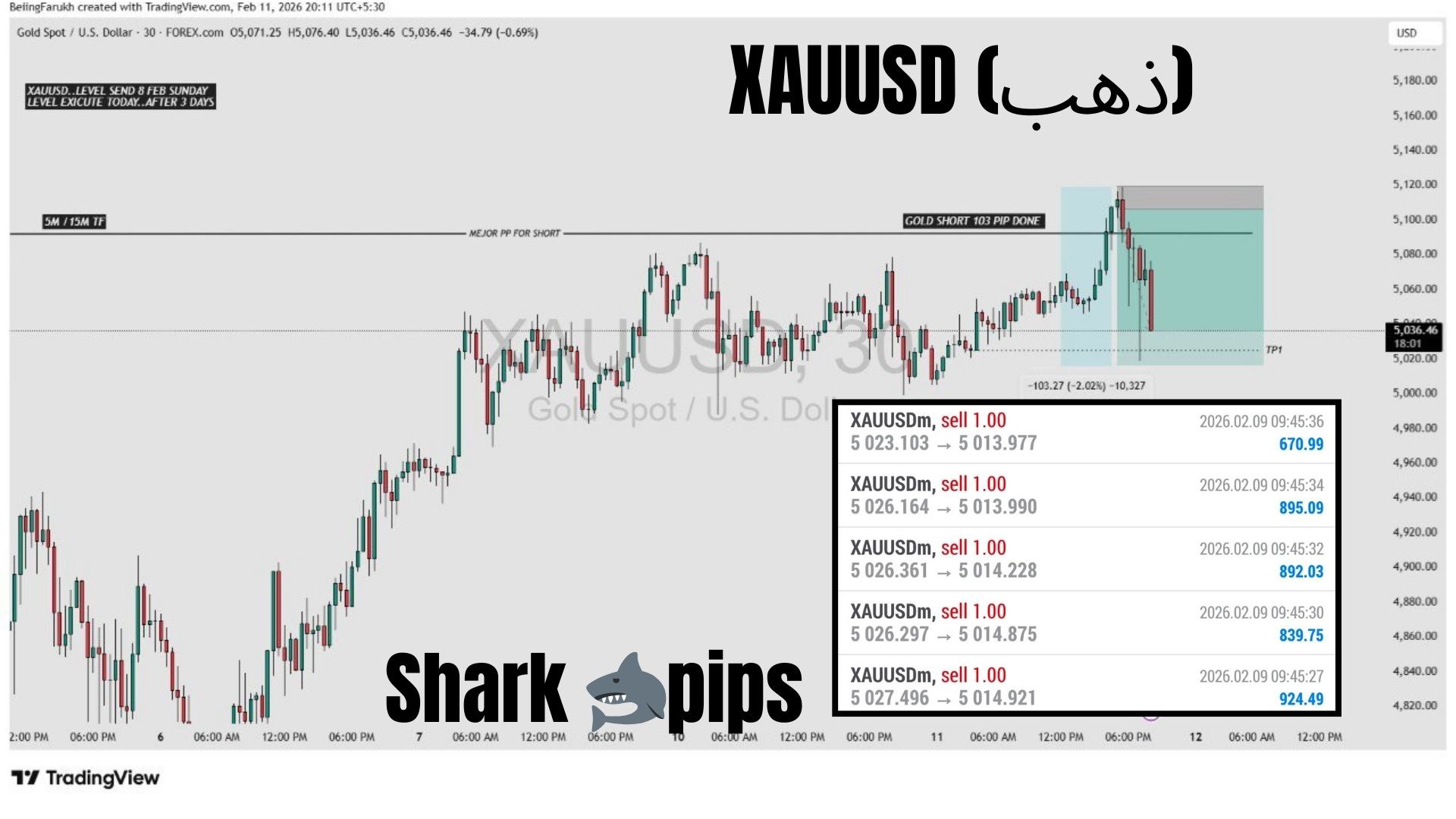 Shark 🦈 Pips