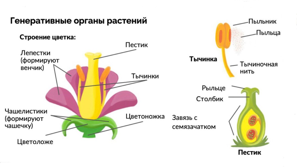 Алена Май | Биология ЕГЭ | МайШкола